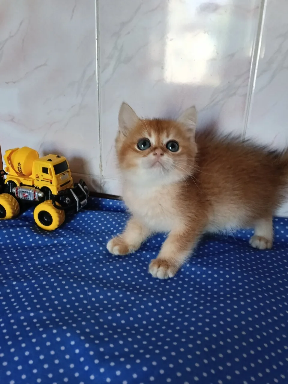 Продам британского котика золотой шиншиллы, Донецк