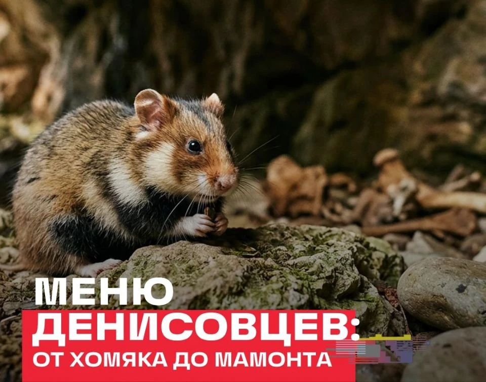 Древние люди перекусывали хомяками.