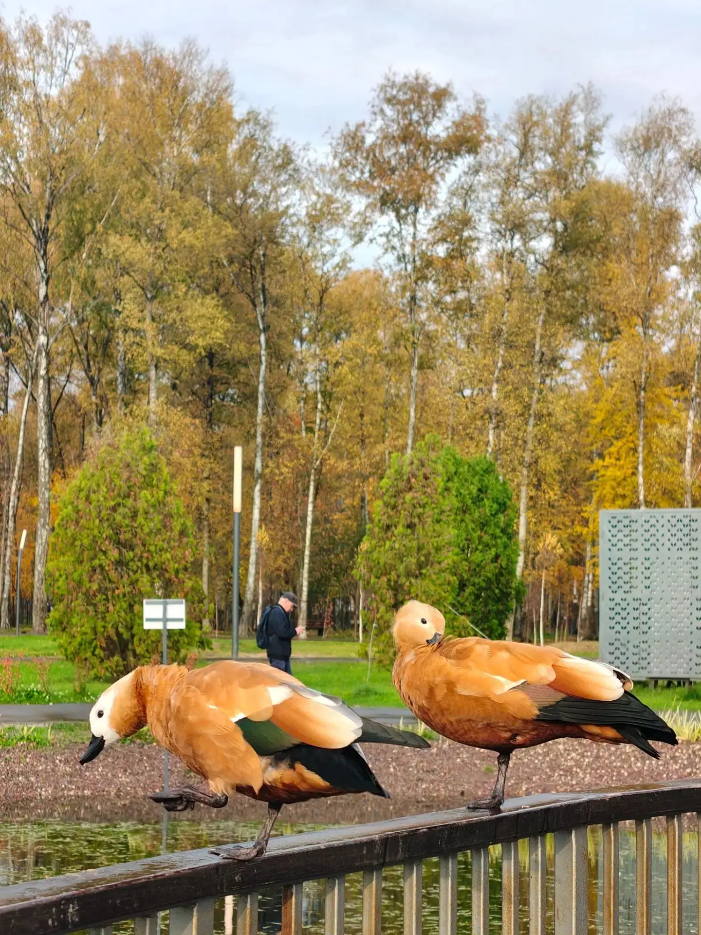 🦆 Утки — главные звезды парка — продолжают радовать нас своей красотой ✨