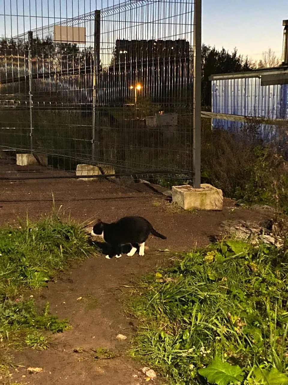 Добрый день. В районе улицы Новой бегает кошечка( может и котик) видно не уличная. Никт...