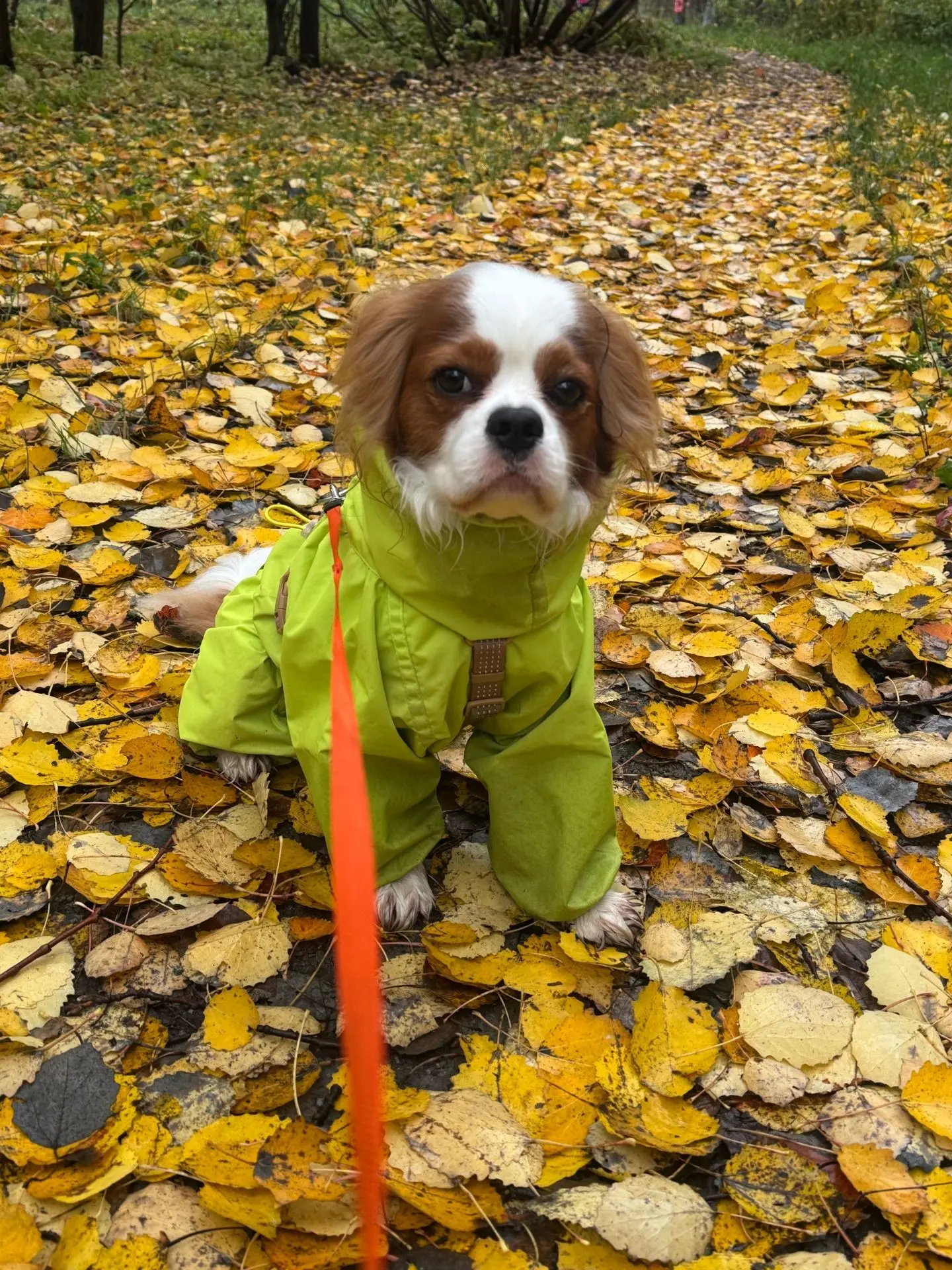А это Семён шуршит осенней листвой 🍂 🍁 🍂.  Комбинезон на Семёне не новый, эта ткань ...