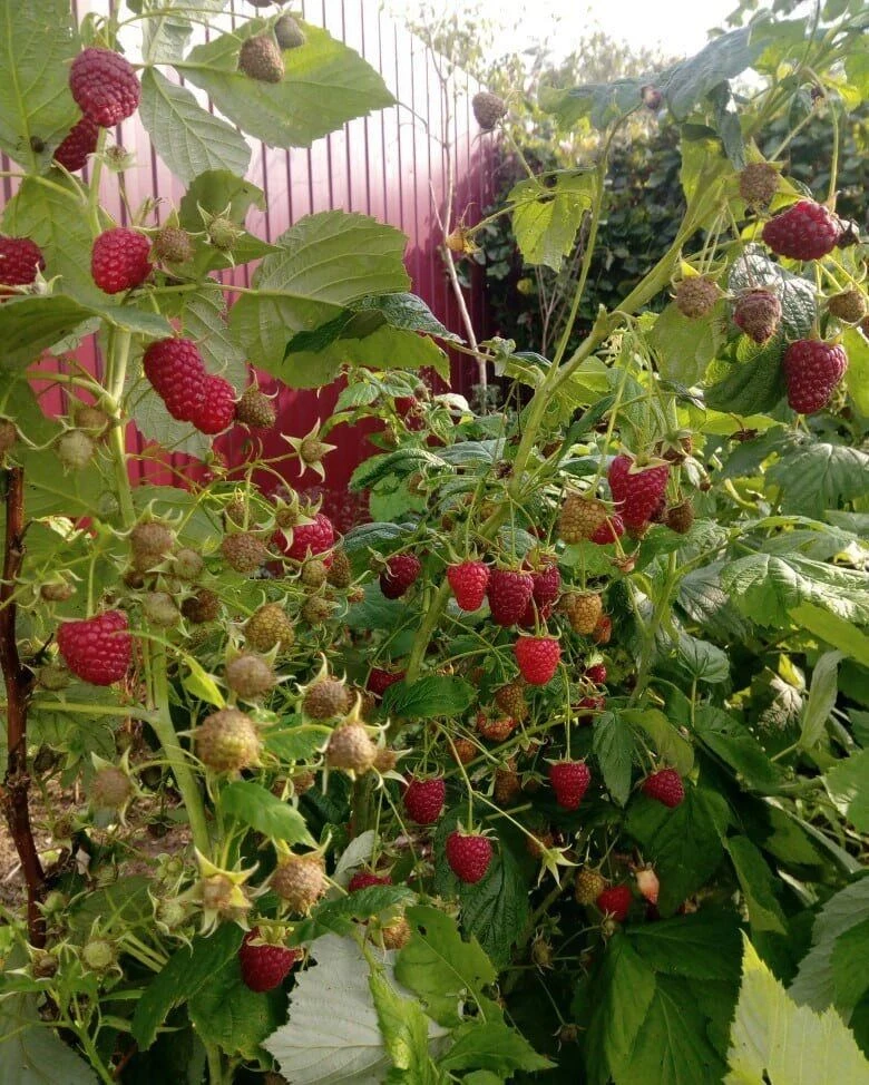 Что делать, если ремонтантная малина не успевает вызреть 🍓