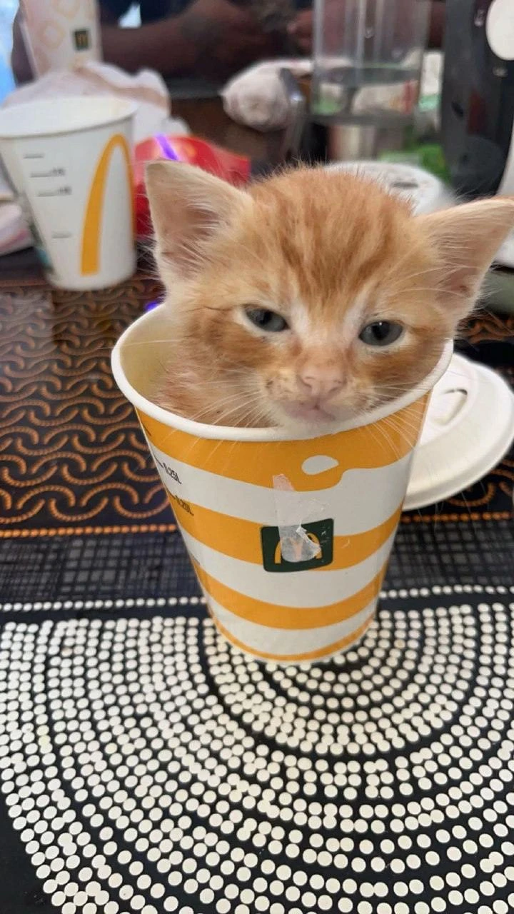 Один коттучино с собой, пожалуйста🥰