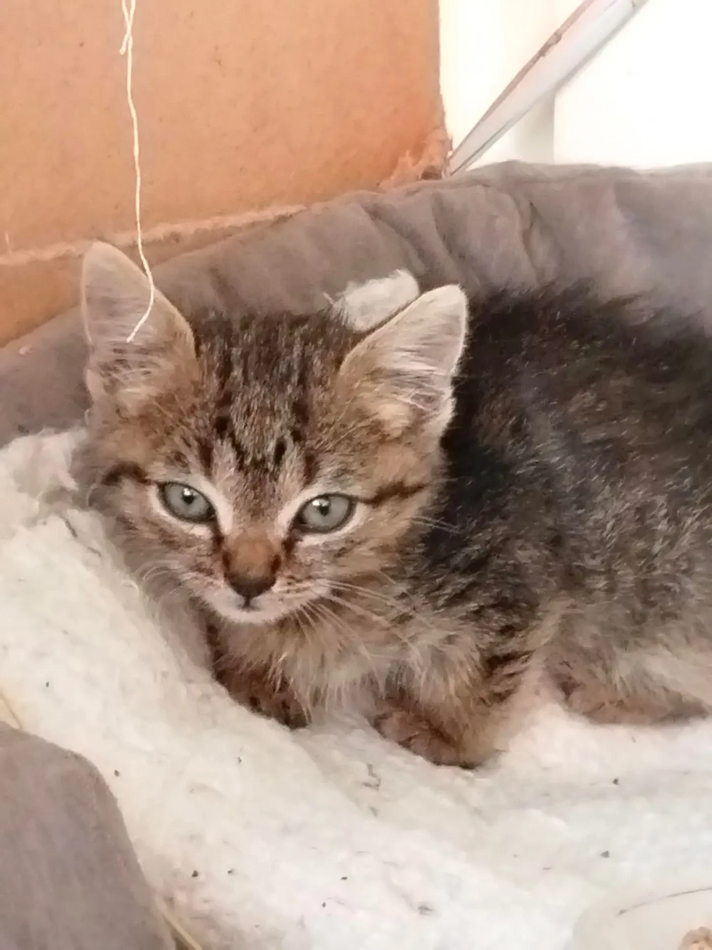 Маленьконо котика (два месяца) отдадим в добрые руки. Умный, спокойный и неприхотливый ...