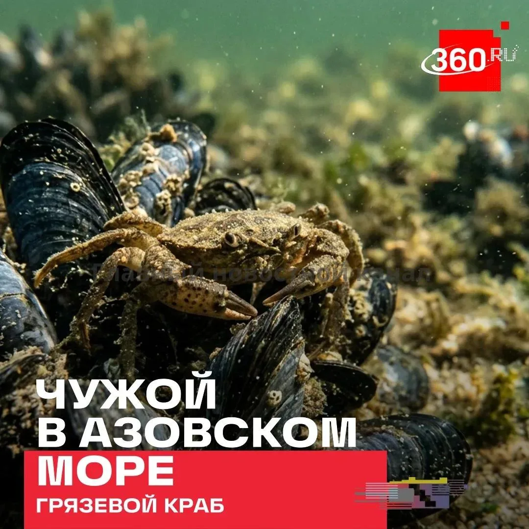 В Азовском море новый жилец — потенциально опасный грязевой краб. Чужеродный вид обитае...