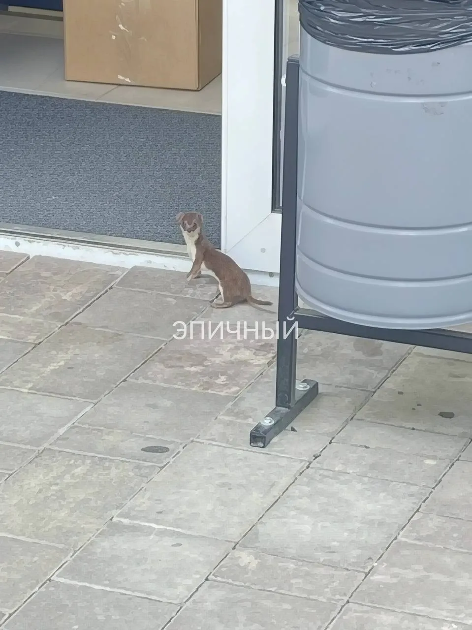 Чья-то ласка бегает возле 28-26 корпуса в ЖК Дыхание 👀