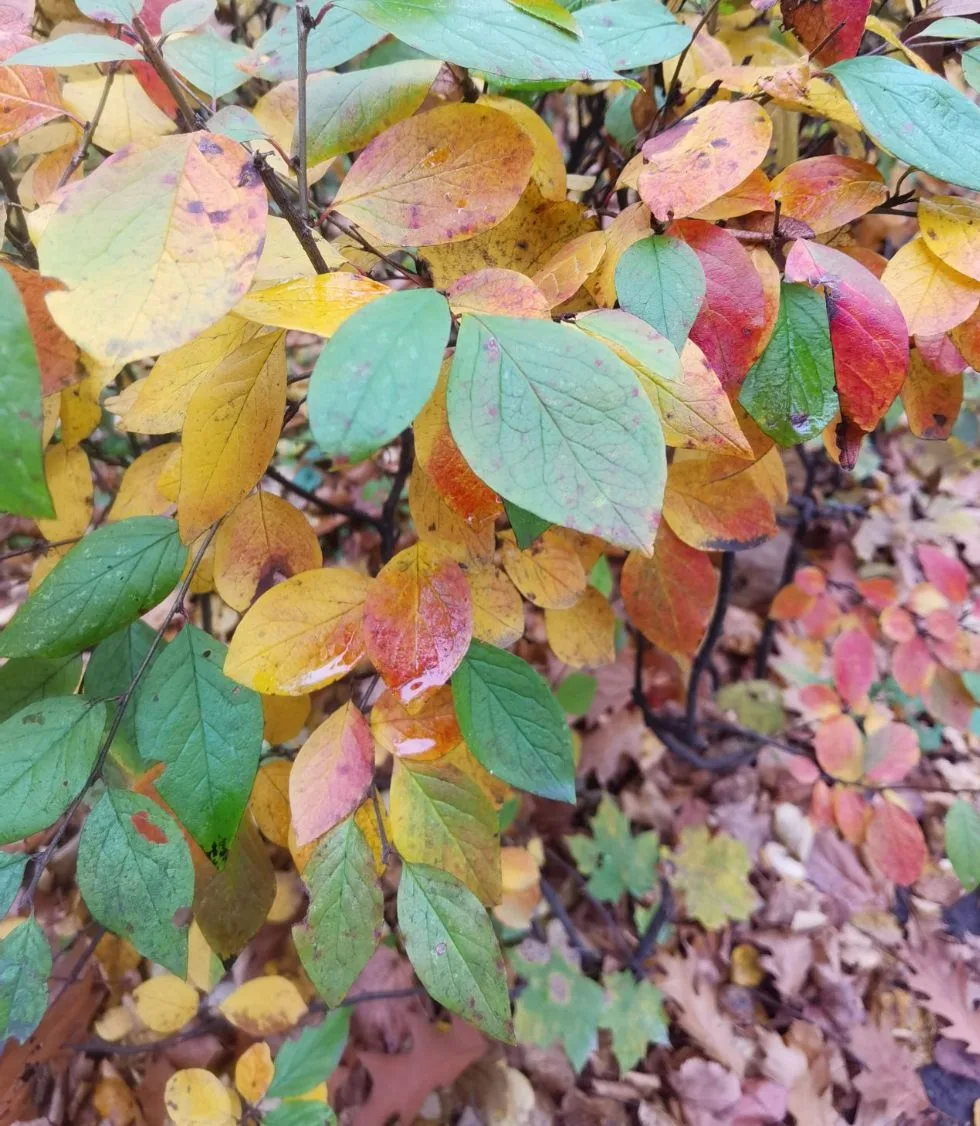 Осень в Парке 🍂
