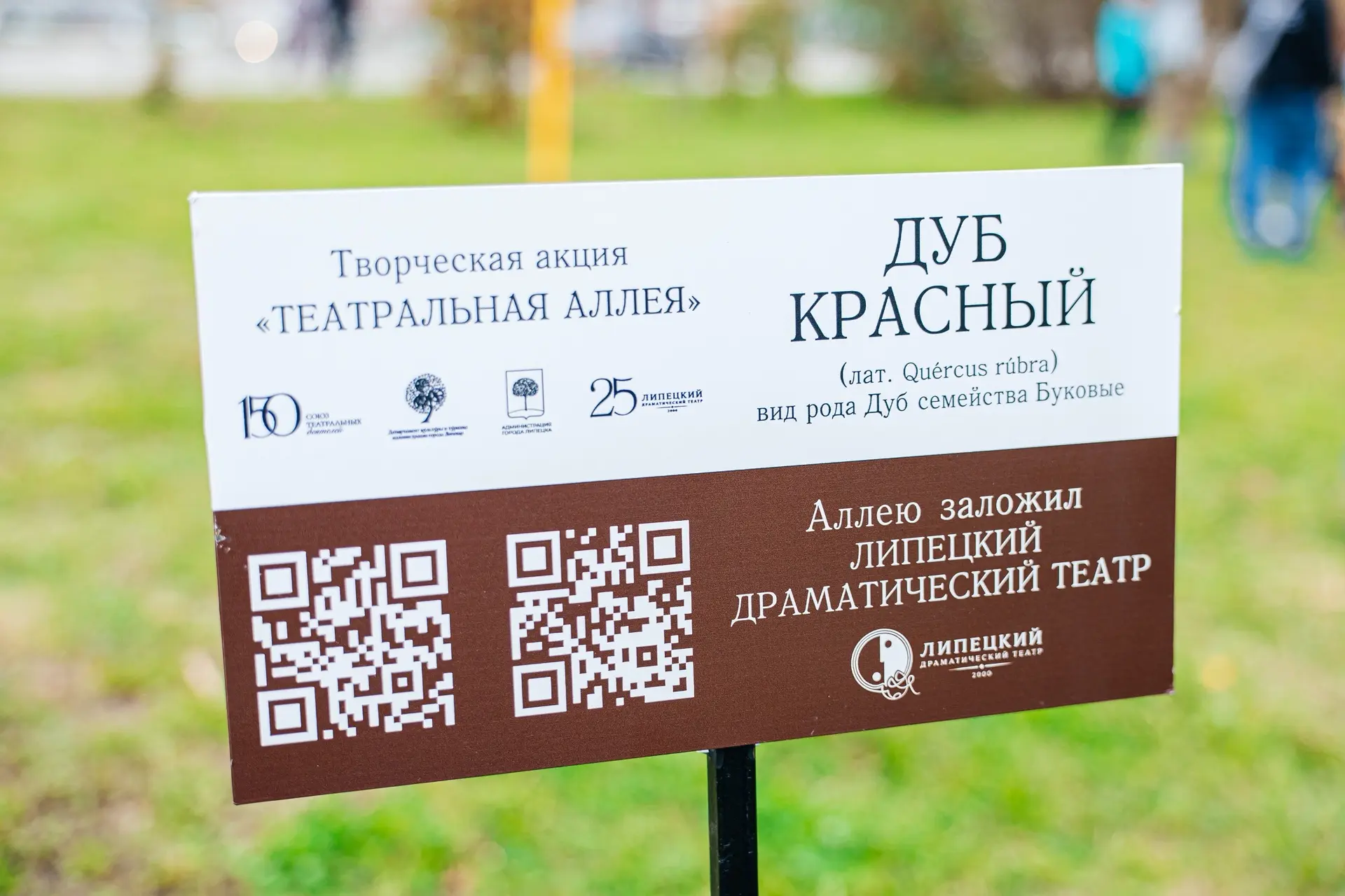 Сегодня на Липецком городище высадили аллею из 25 краснолистных дубов. Акцию приурочили...