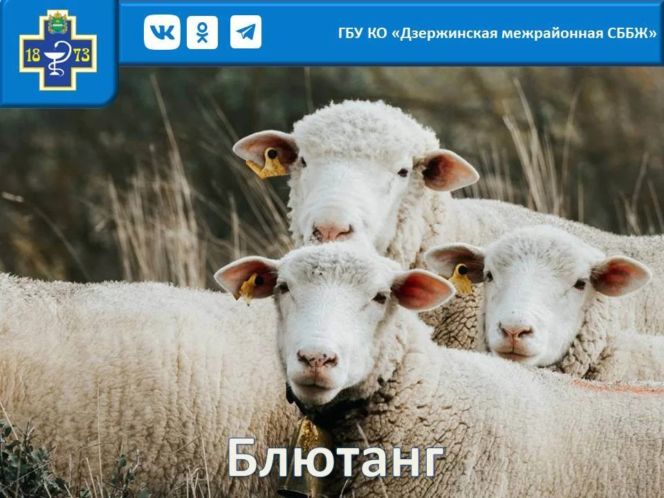 ЧТО НУЖНО ЗНАТЬ О БЛЮТАНГЕ (КАТАРАЛЬНОЙ ЛИХОРАДКЕ): ПРОФИЛАКТИКА И СИМПТОМЫ