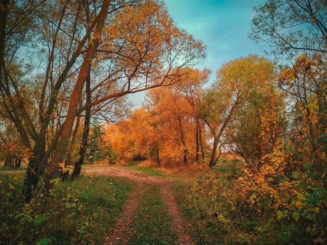 🍁🍁🍁