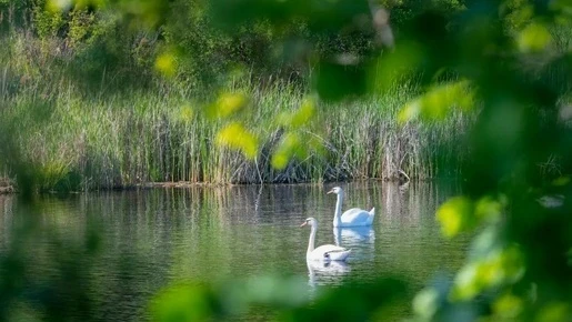 🦢 Лебеди и утки вернулись на реку Сызранку в Самарской области!