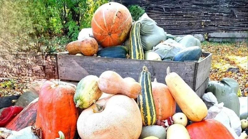 🍆🫑 Десять тонн овощей и фруктов подарили хабаровчане зоосаду «Приамурский»