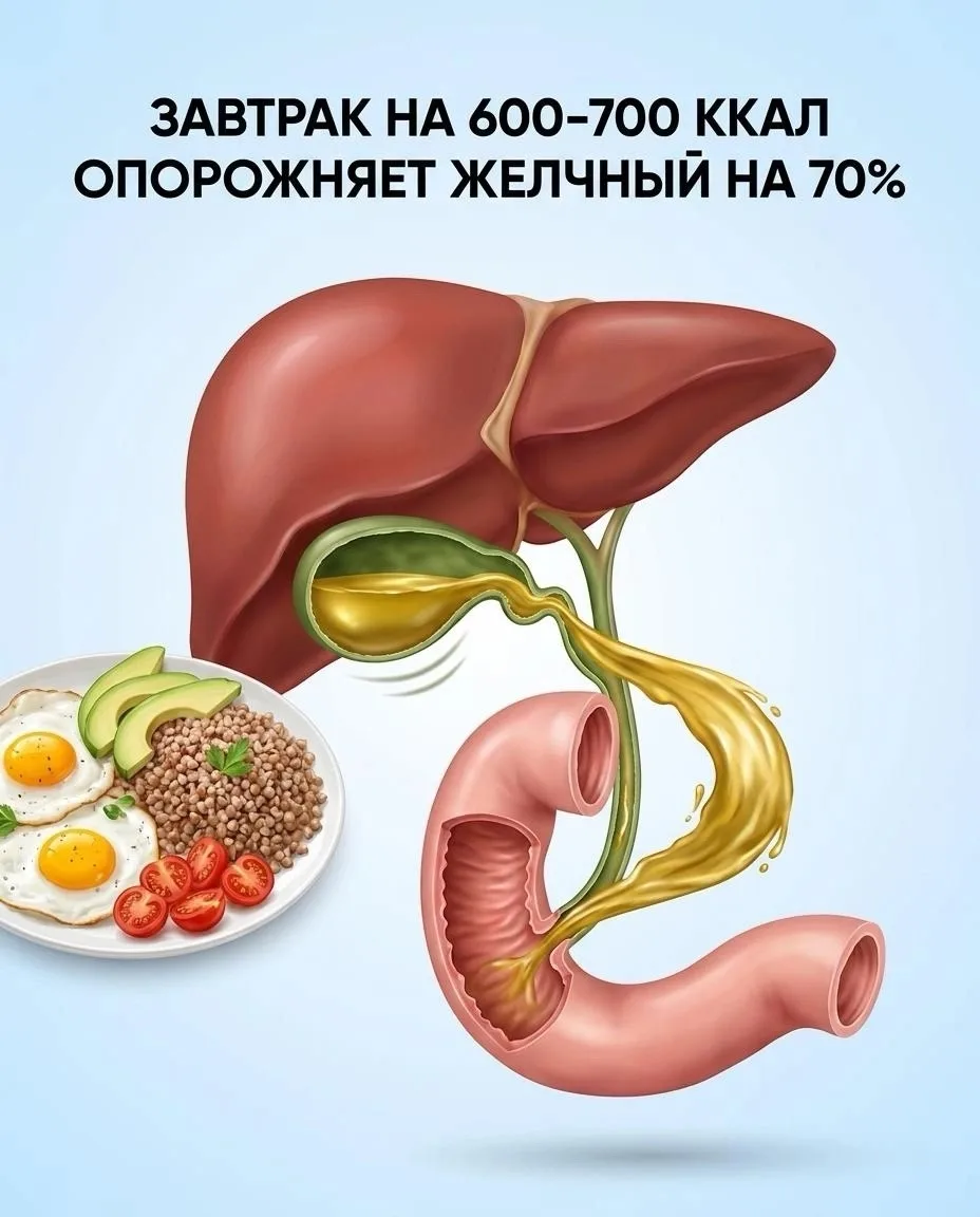 ХОТИТЕ ПОМОЧЬ ЖЕЛЧНОМУ? ЗАВТРАКАЙТЕ! 🍳