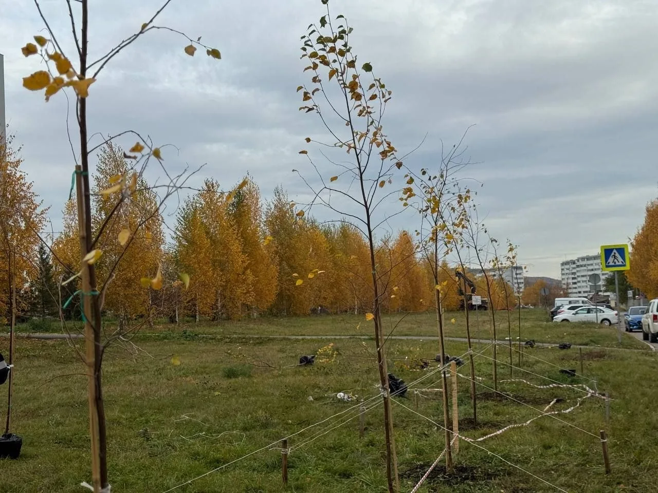🌳 В Альметьевске озеленяют аллею на улице Аминова