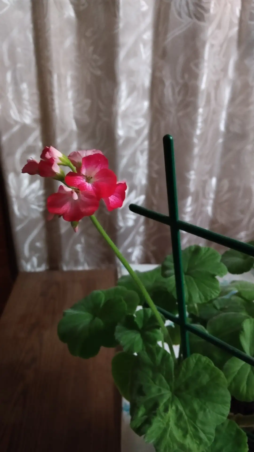 Продам, Герань красно- белого цвета 200р.