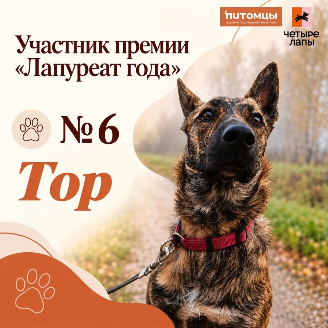 🧡Продолжаем знакомить вас с участниками премии «Лапуреат года» — и следующая история п...