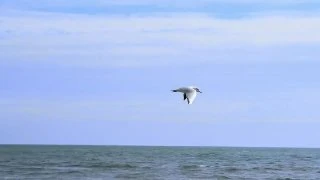 В день рождения Президента Российской Федерации участник Народной Дружины из Мариуполя ...