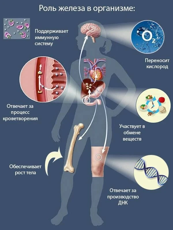 Почему железо не усваивается в организме?