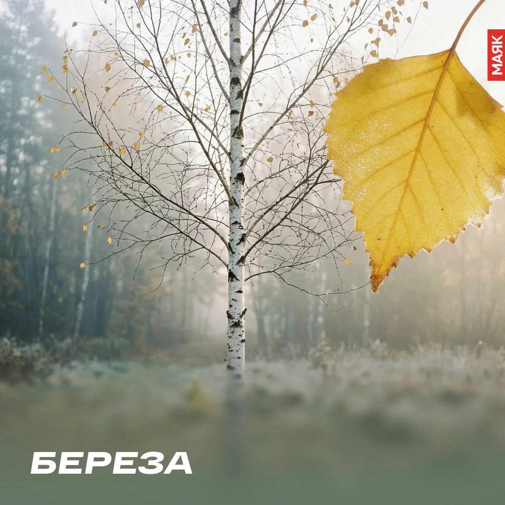 🍂 Есть в осени особенная тишина. 🍂 Сегодня — День засыпающих деревьев.🍂