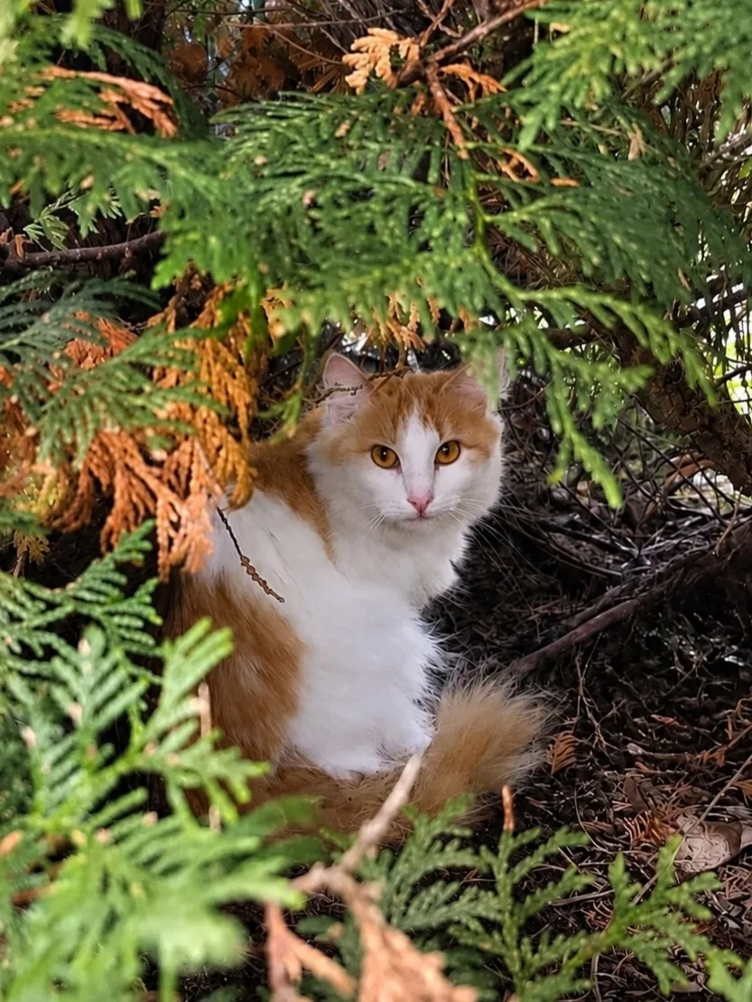 Бездомный кот (кошка) очень похож на породу турецкий ван.