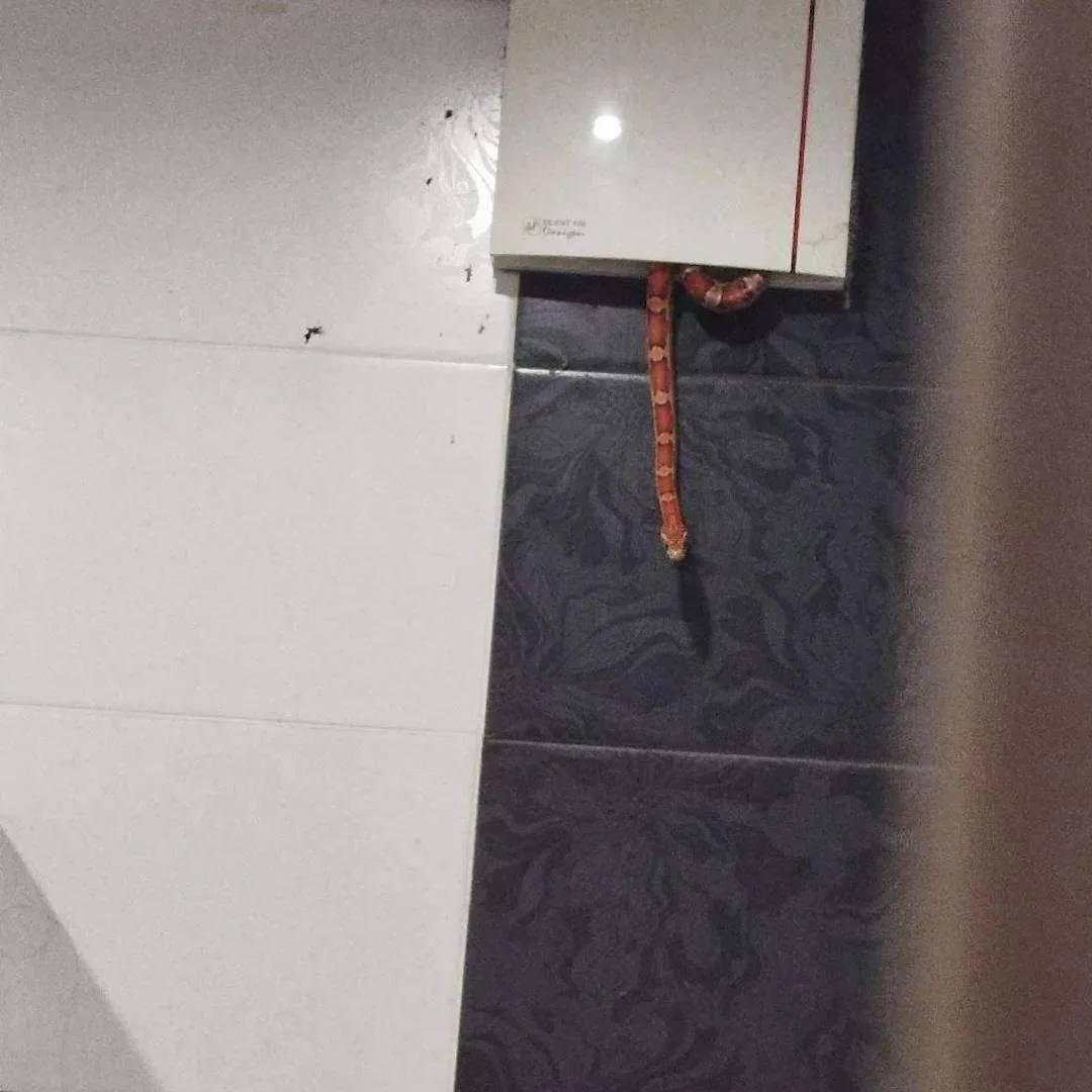 Змея выползла из вентиляции, когда москвич принимал душ. Пишут, что инцидент произошел ...