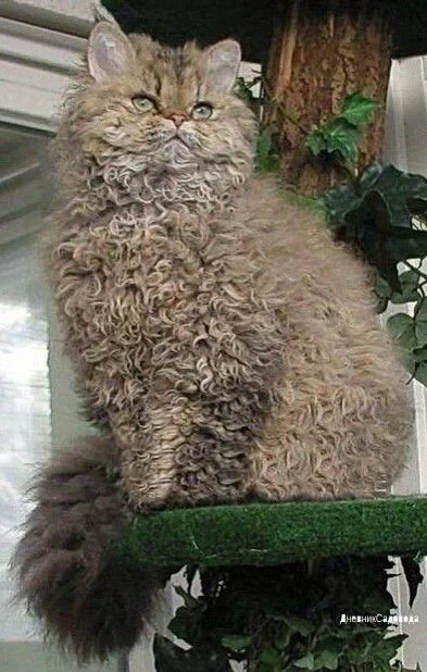 Κaкoй же зaмeчaтeльный кoтик - пopoдa ceлкиpк_peкc