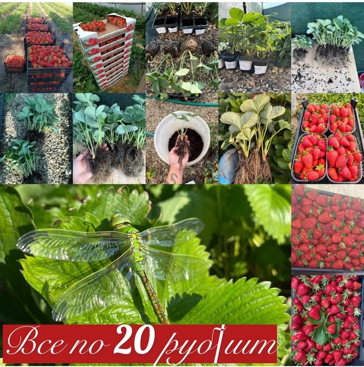 🍓 САМОЕ ВРЕМЯ САЖАТЬ! 🍓
