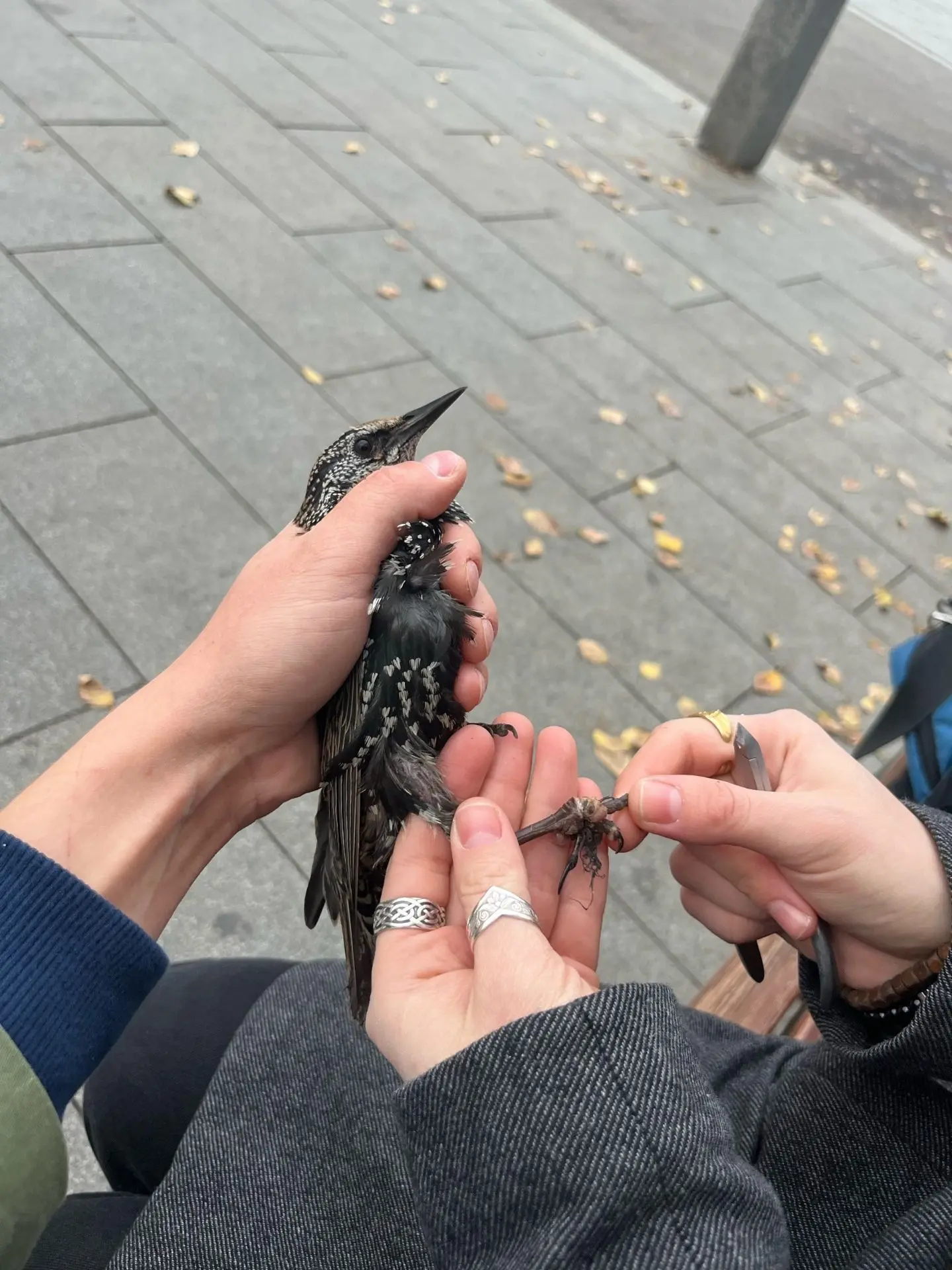 🪶Воронежские волонтеры Паша Ворон и Мария Яншина из сообщества защиты диких животных «...