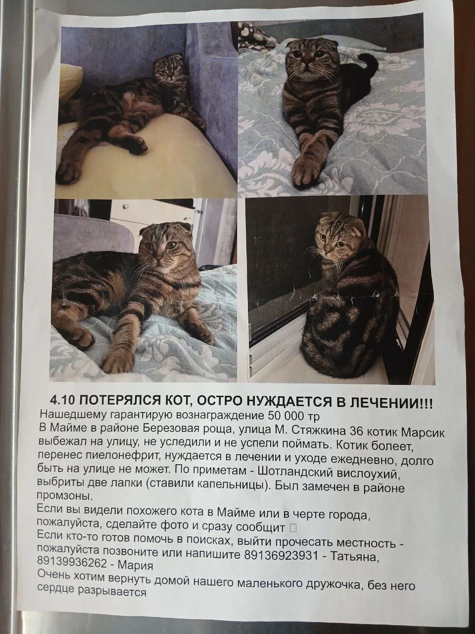 Потерялся кот. Посмотрите, вдруг кто видел, знает о нем.