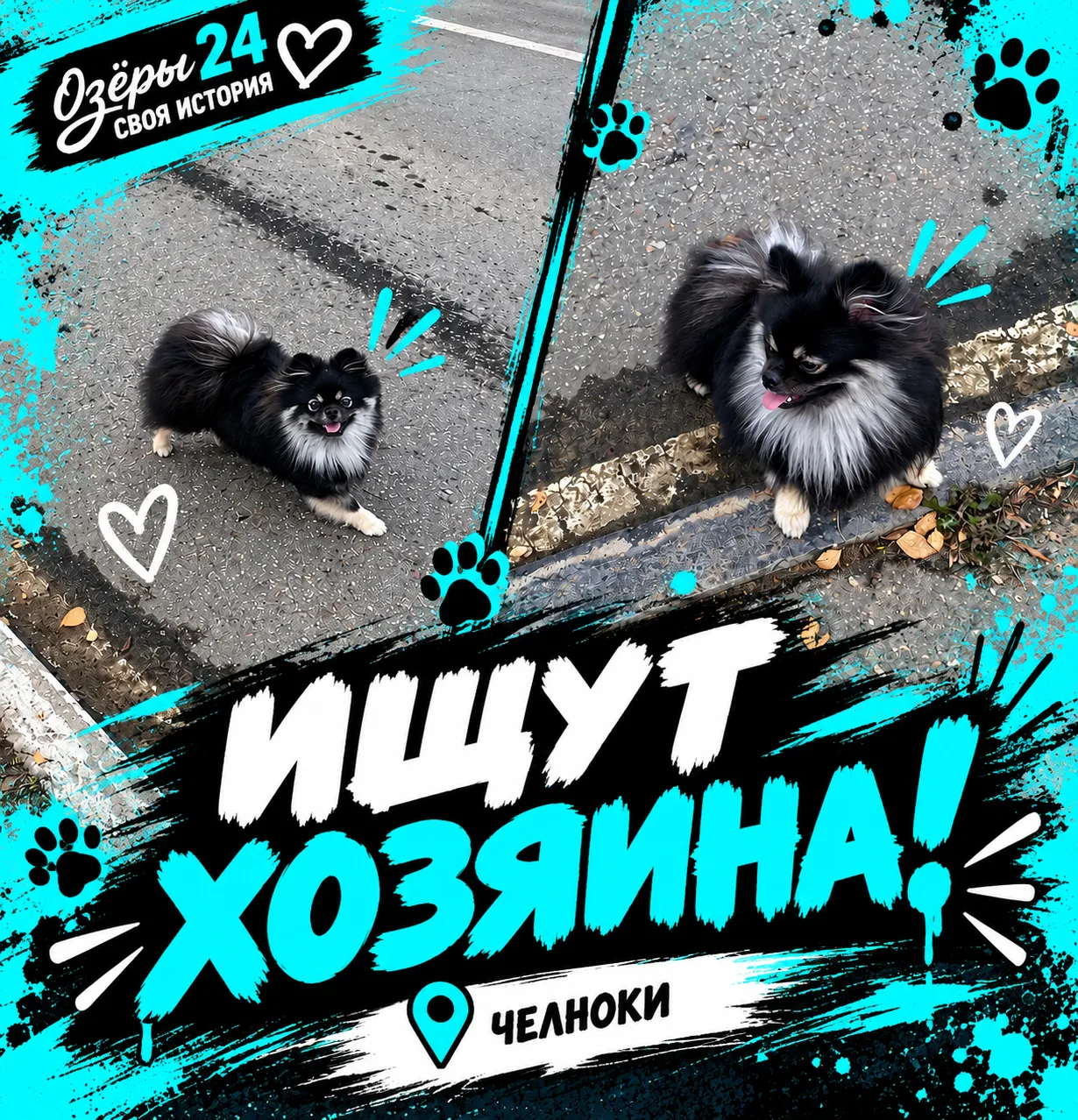 🐕 Из предложки: по Челнокам бегает собачка. Явно убежала — бросается под машины.
