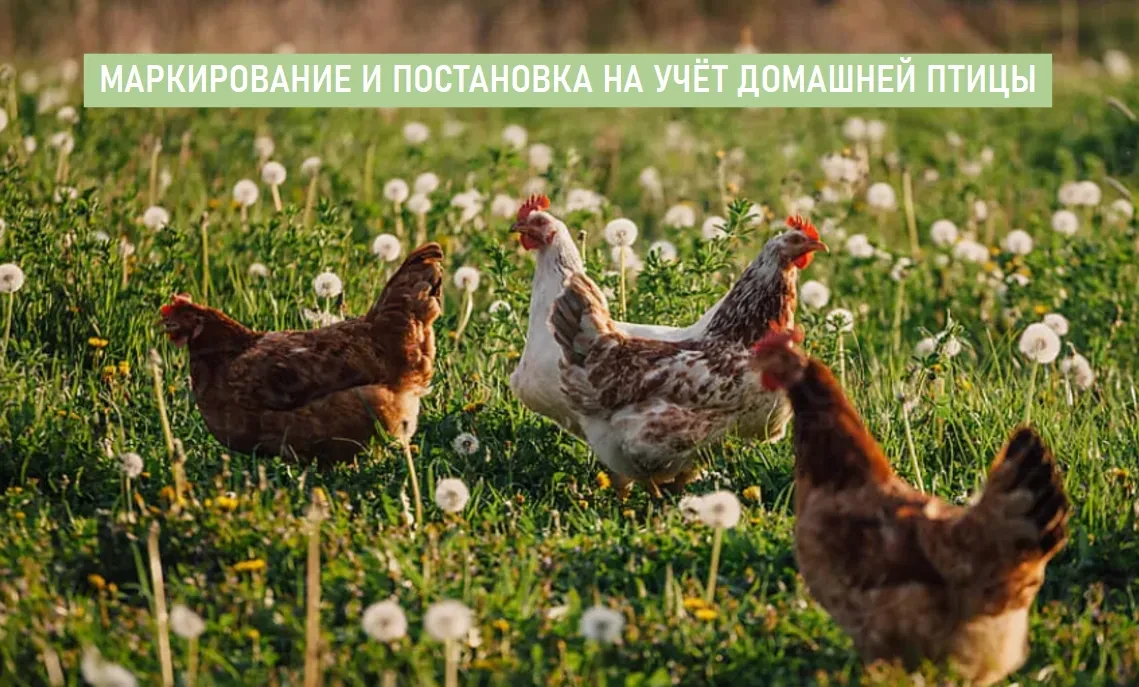 Маркирование и учёт домашней птицы: что нужно знать владельцу