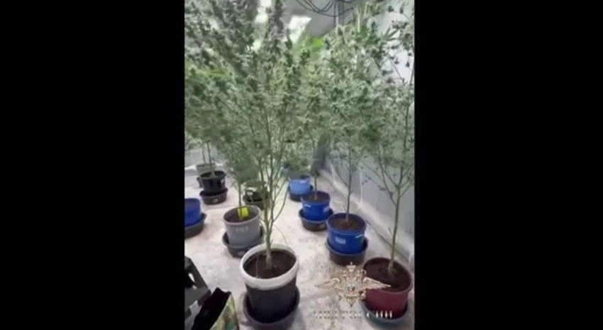 ❗️В Удмуртии бывшие супруги развели целую наркоферму: 204 куста, 10 кг марихуаны и ника...