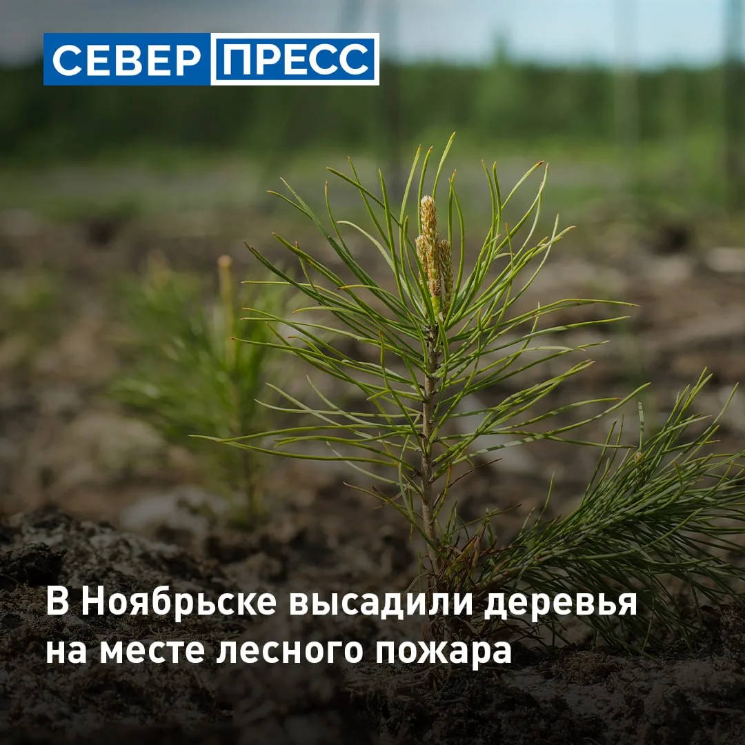 В Ноябрьске на территории за микрорайоном Вынгапуровский высадили более 110 саженцев хв...