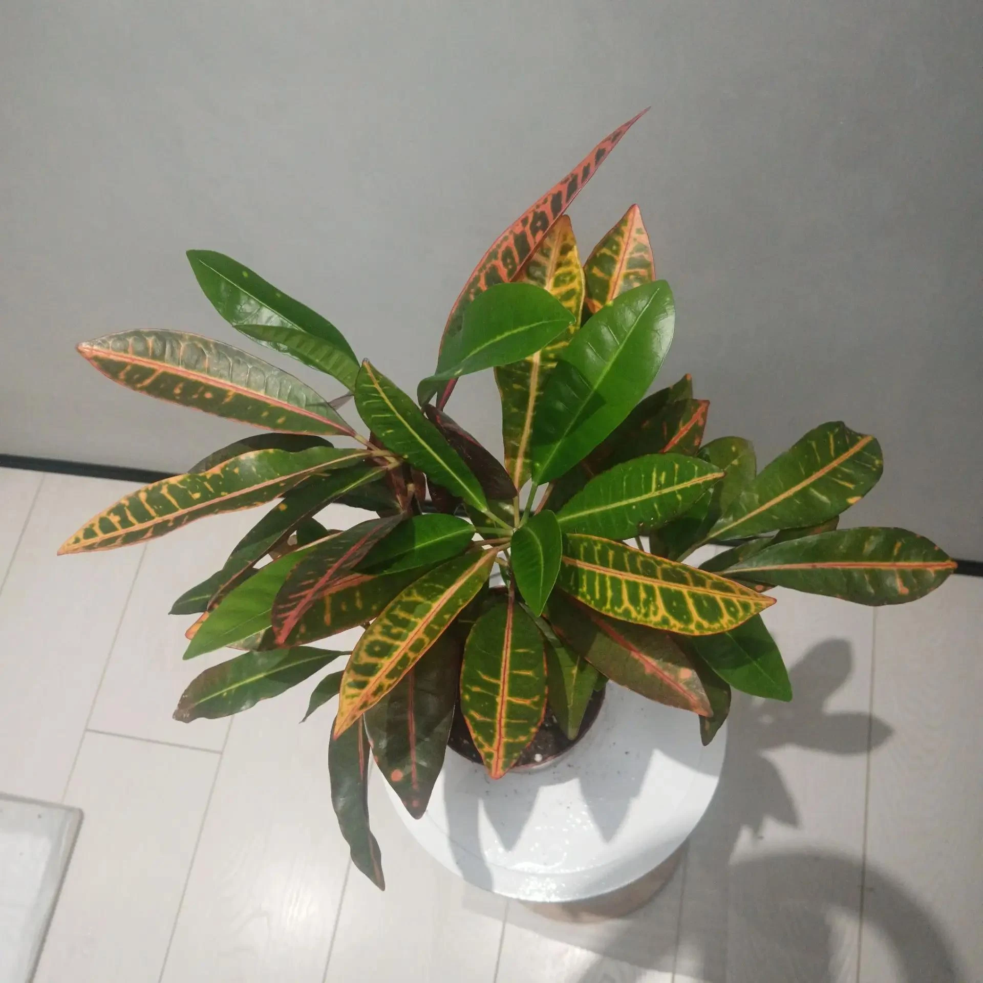 Кодиеум Петра Цена - 600₽
