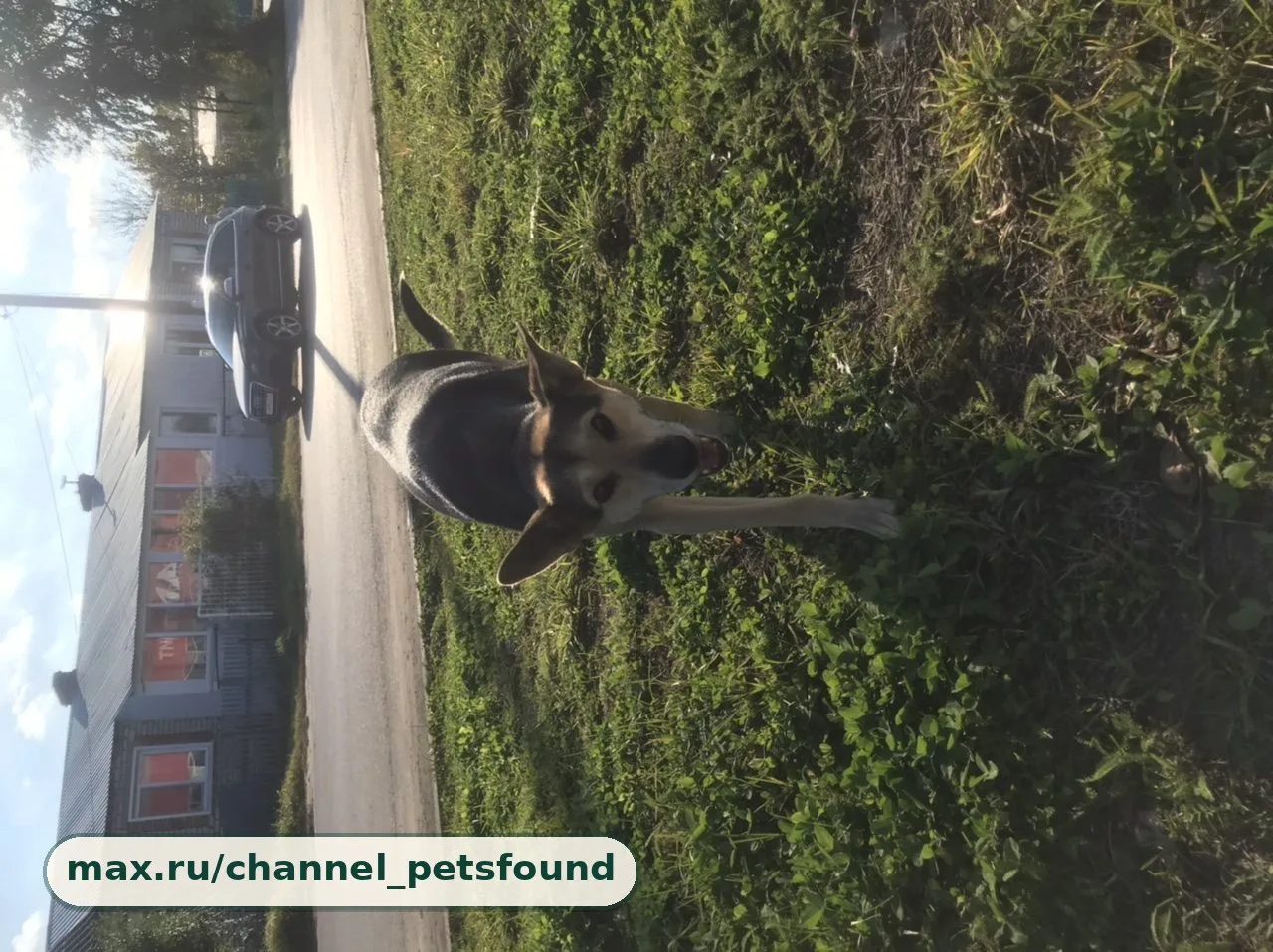 🐾 Найден питомец — Ульяновск