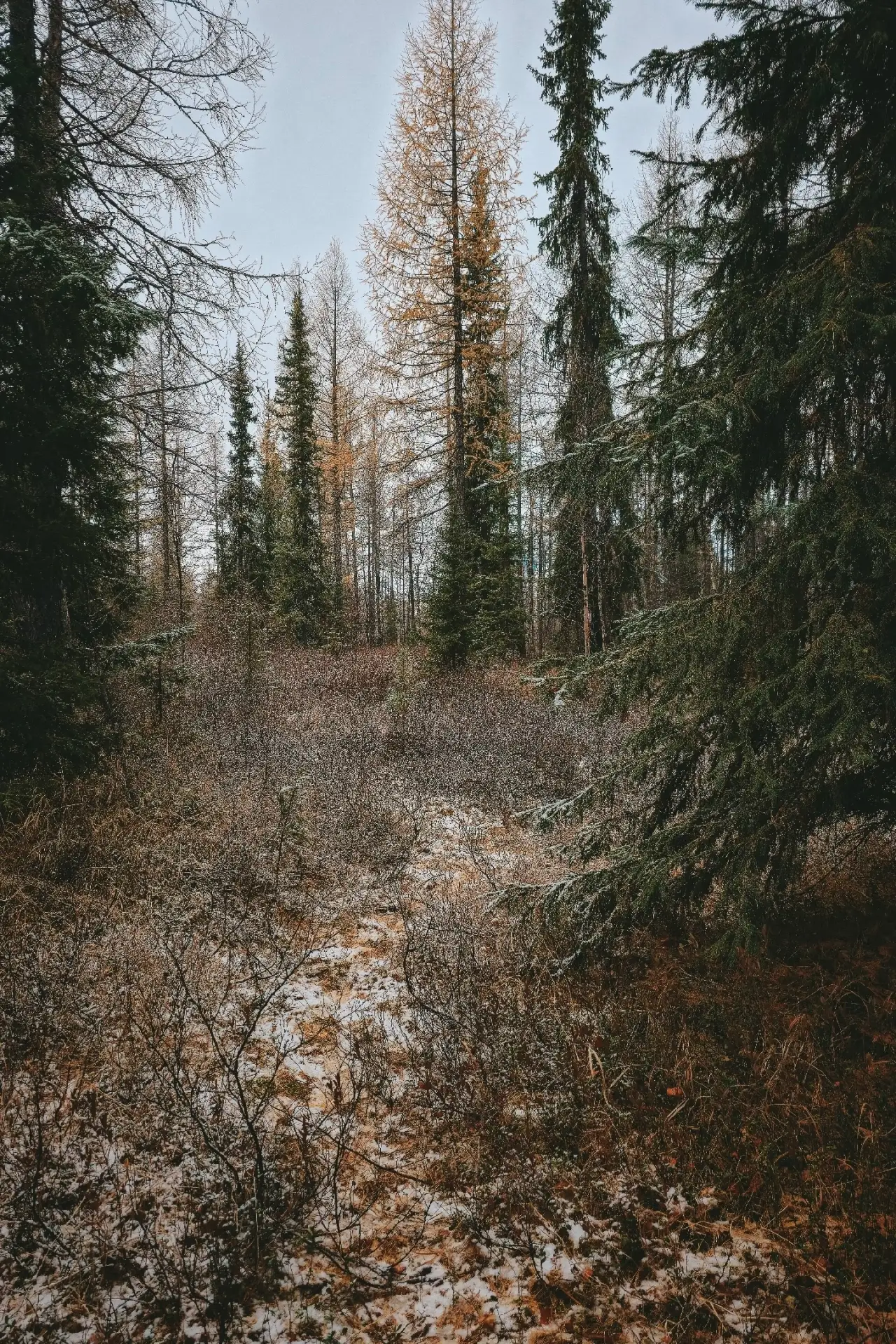 Желаем лёгкого и приятного вечера пятницы ямальцы🤗