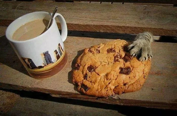Хвать 😼