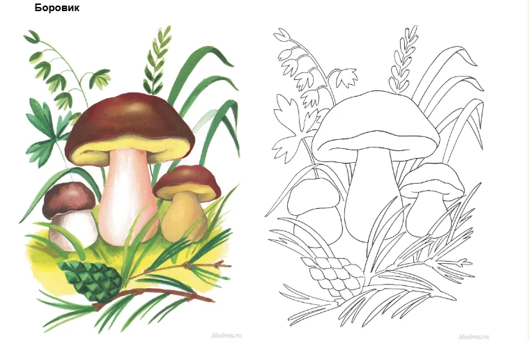 🍄 Тайны лесной полянки — Раскраски «Грибы» для детей 5–7 лет