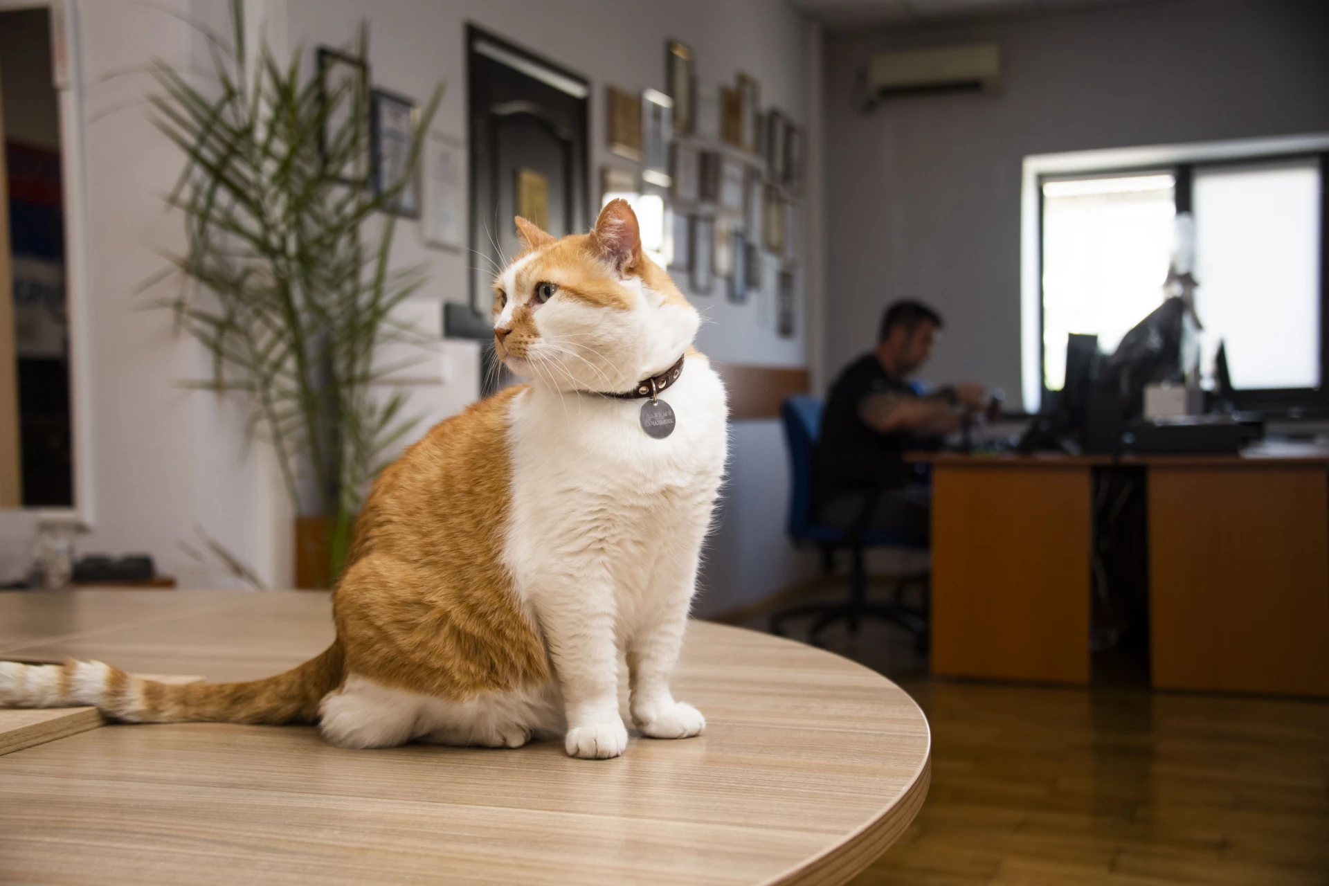 😻Принес на кончике хвоста прекрасную весть: сегодня пятница! А это значит – время добрых
