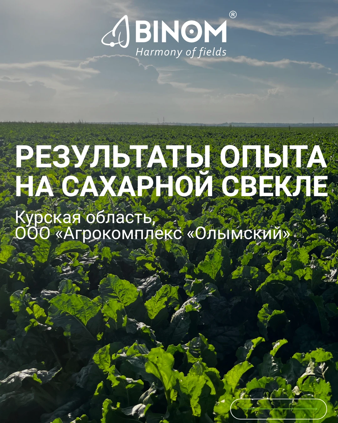 САХАРНАЯ СВЕКЛА: +54 Ц/ГА НА СХЕМЕ BINOM