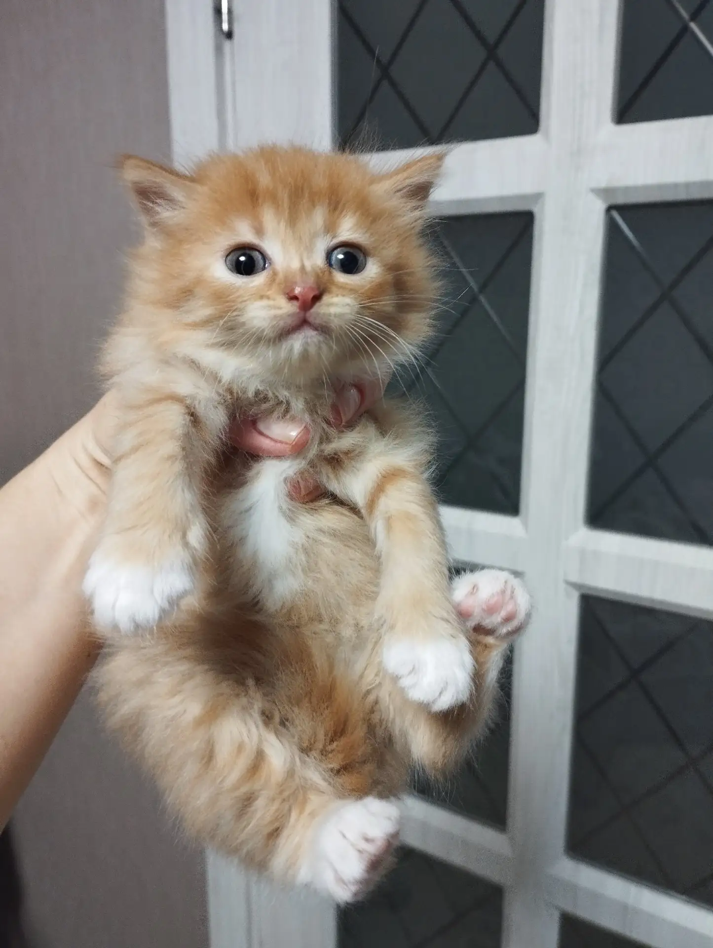 Котята в добрые руки, возраст 1 месяц, едят всё, к туалету приучены, от паразитов обраб...