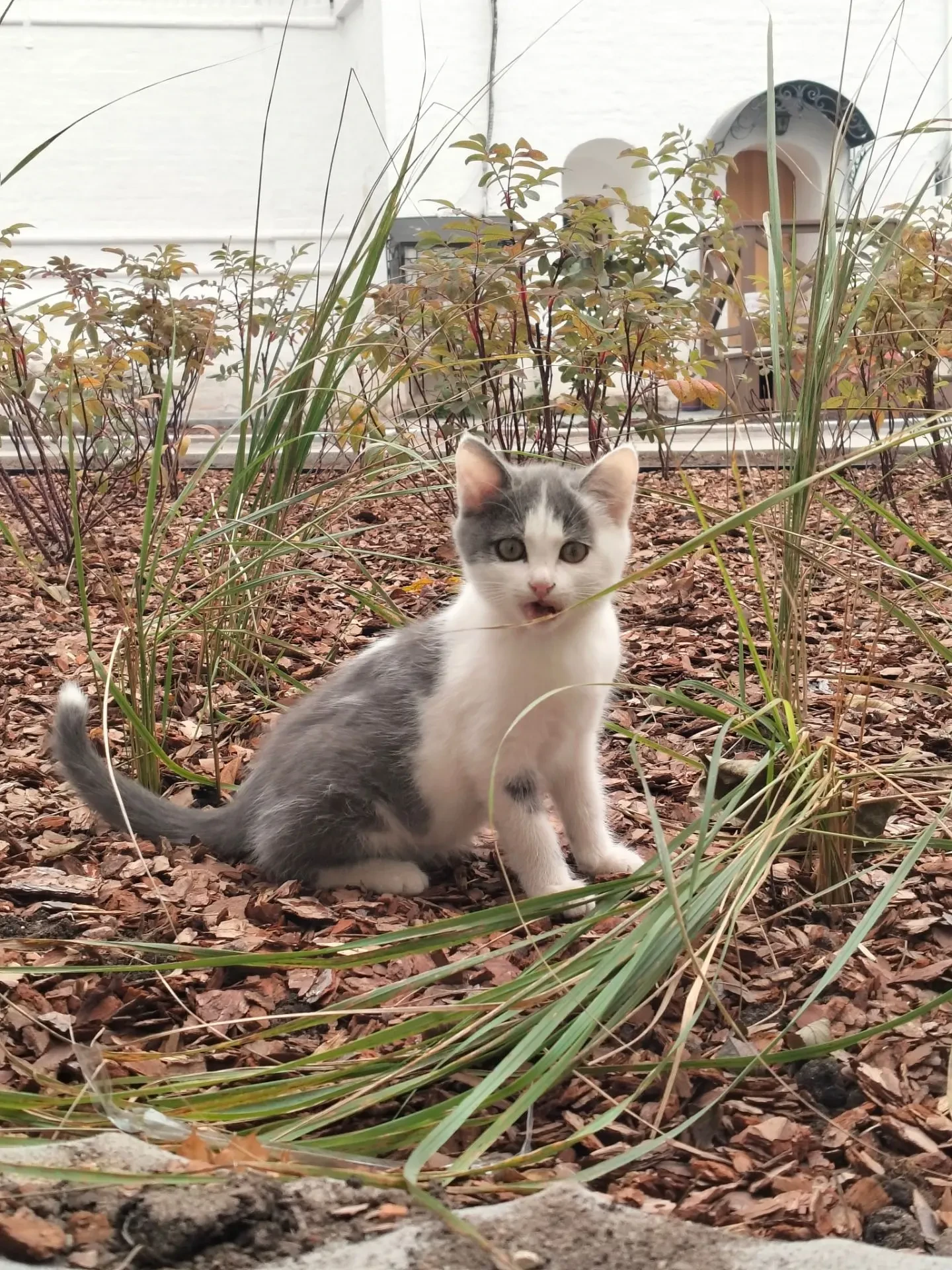 Маленький гость нашей обители🐈