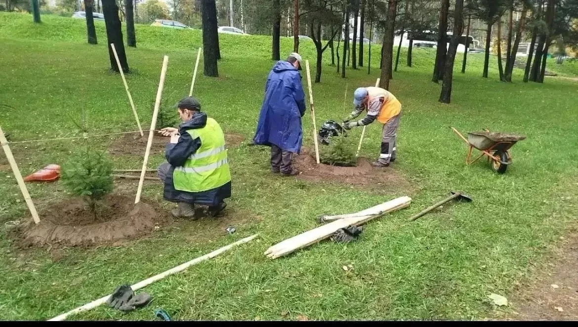 🌳 В Саду Юннатов высадили 10 новых деревьев