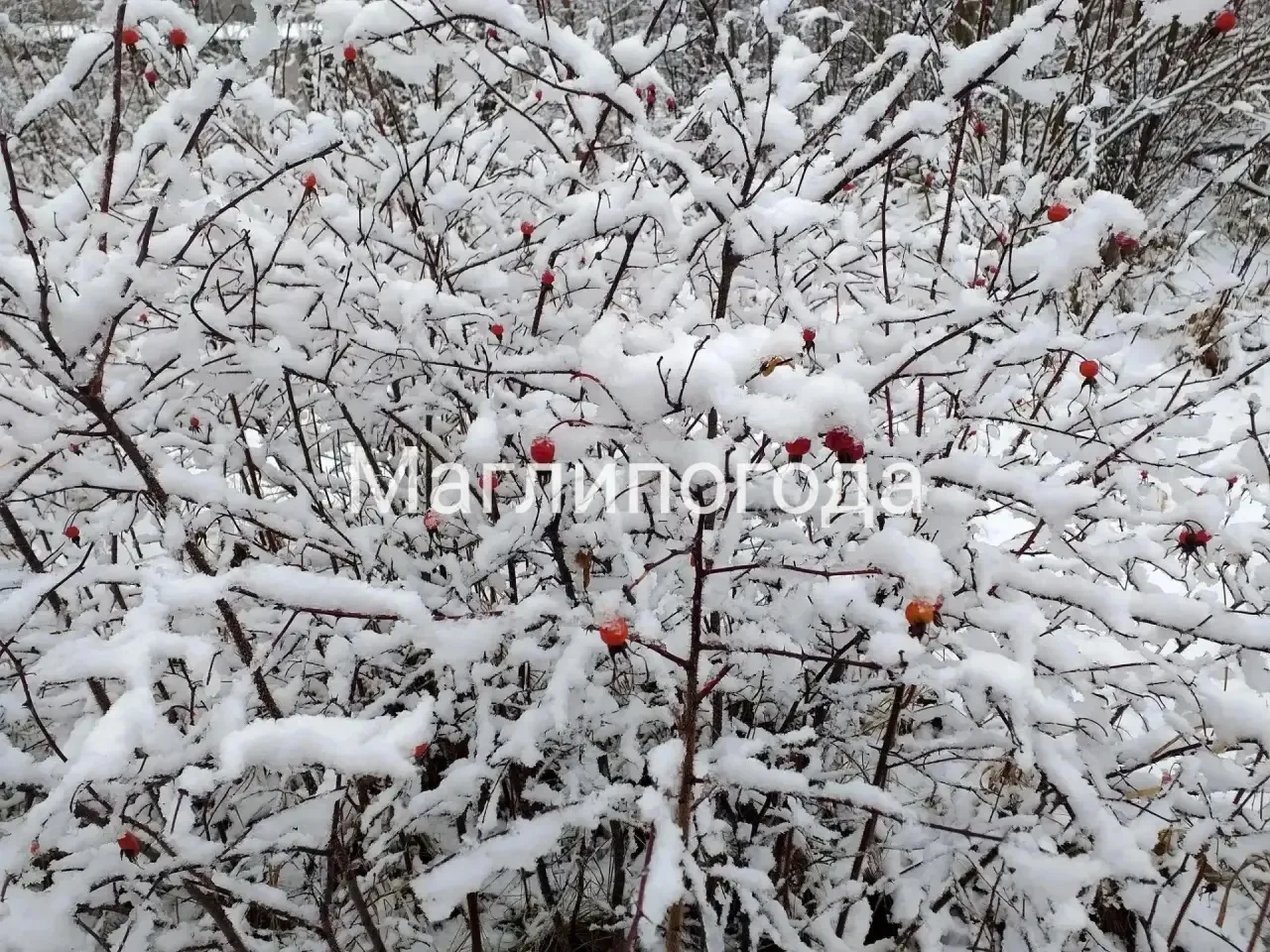 Зима близко: север Приморья уже примерил белоснежный зимний наряд! ❄️☃️