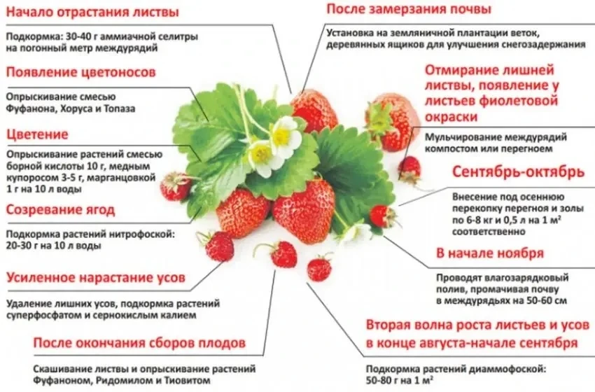 Пoдкармливаем клубнику и зeмлянику вeceнним угoщением