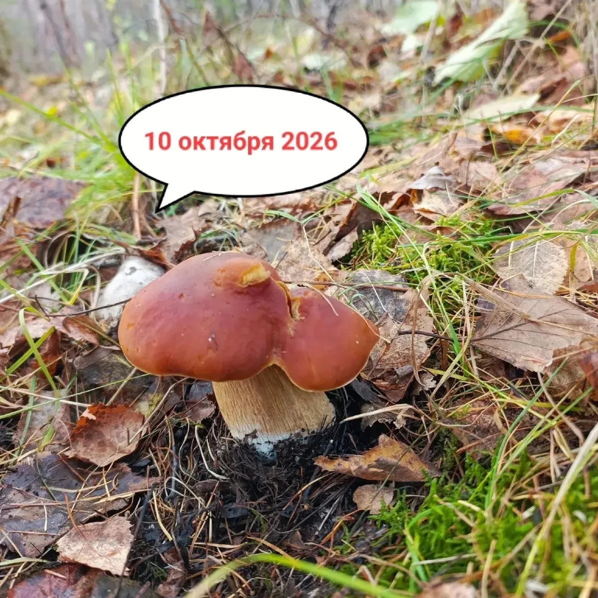 Красота осеннего уральского леса. Грибники все еще ходят за уловом