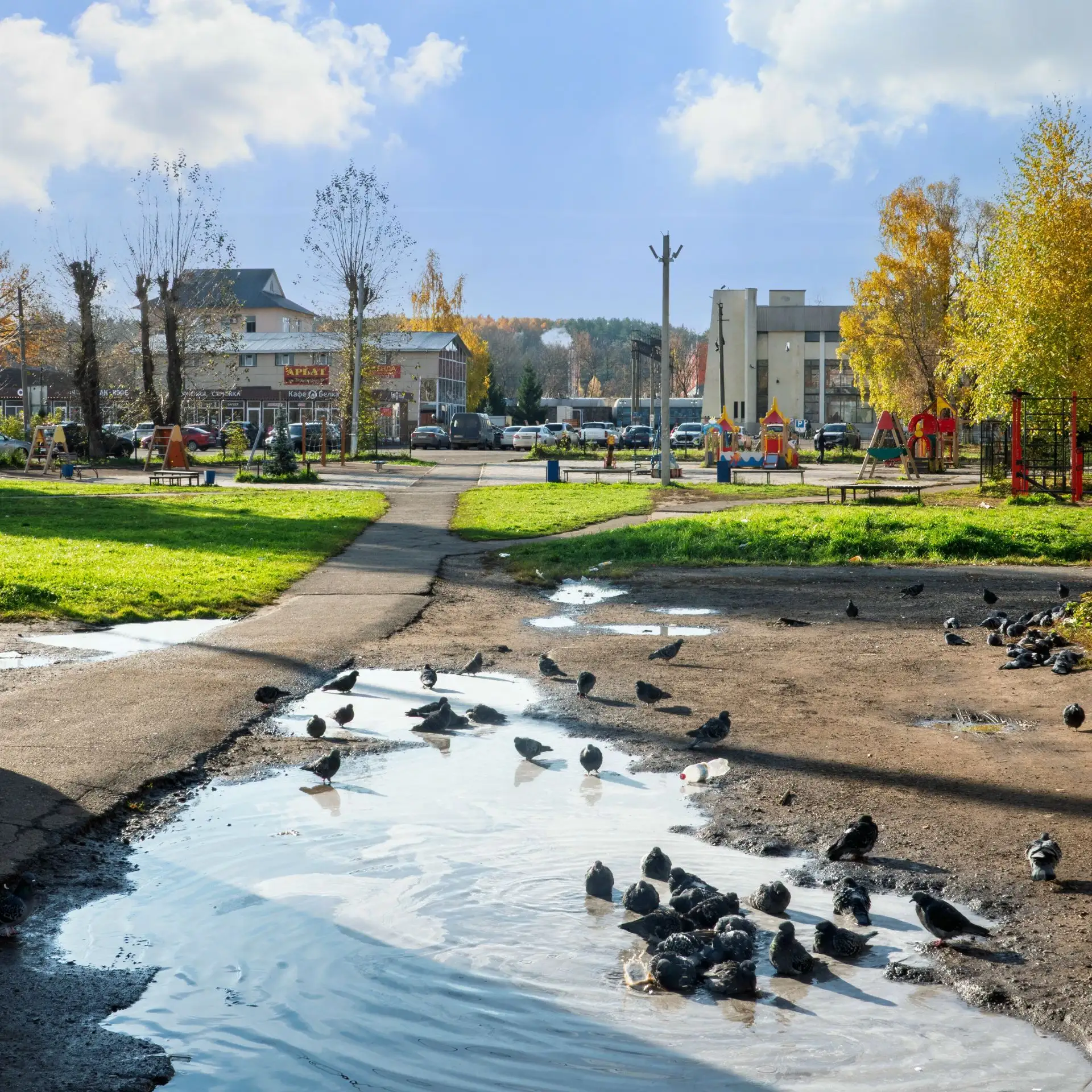 "А в луже голуби купаются