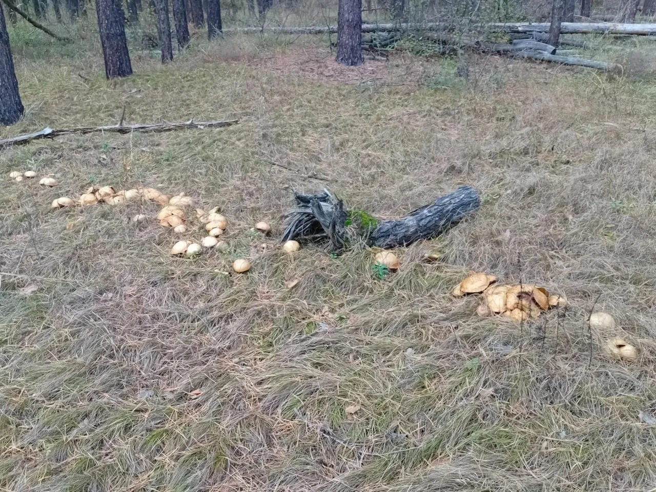 🍄 В Бузулукском бору обнаружили «ведьмин круг» из маслят