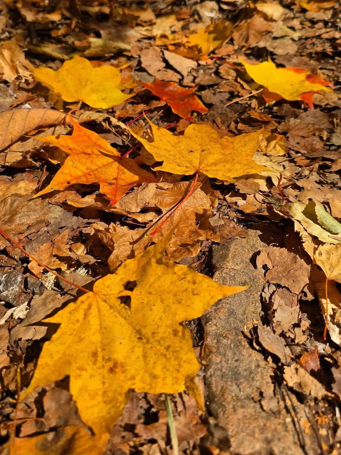 🧡🍁 Октябрь у реки Тигровой. Самый пик золотой осени в Ущелье Дарданеллы, когда там  в...
