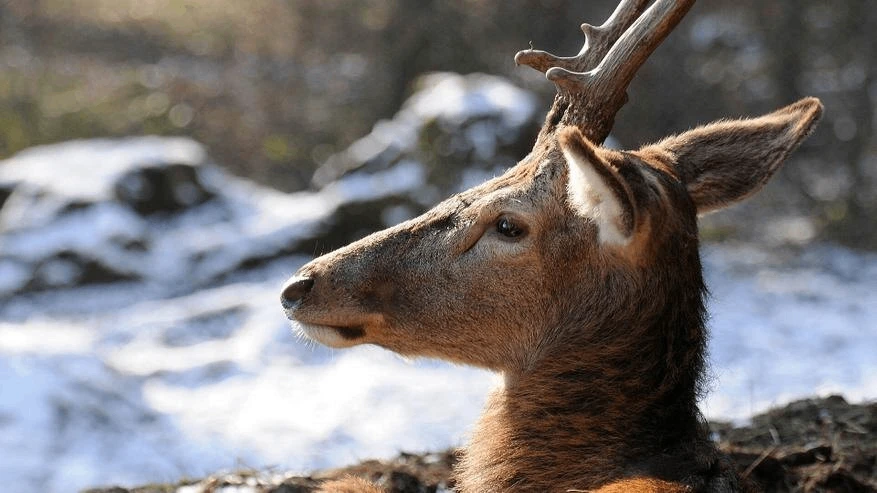 🦌 Удивительный факт о северных оленях: их глаза меняют цвет в зависимости от сезона!